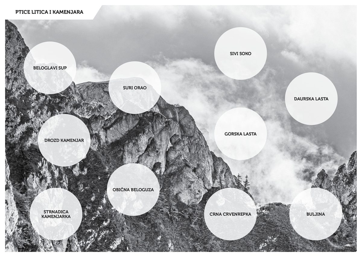 Beležnica za posmatranje ptica sa nalepnicama - Slika 4