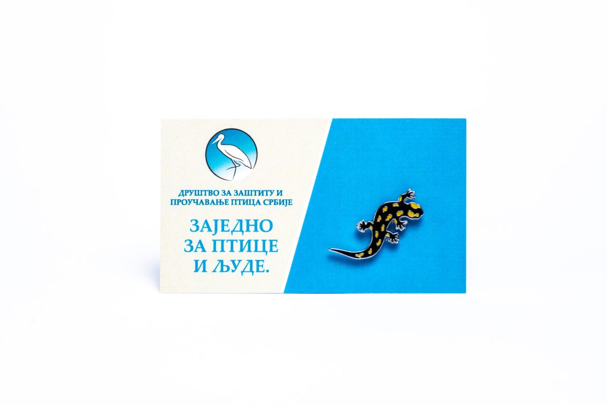 šareni daždevnjak bedž Jato