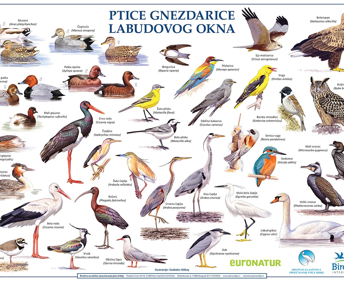 Poster labudovo okno ptice gnezdarice Jato