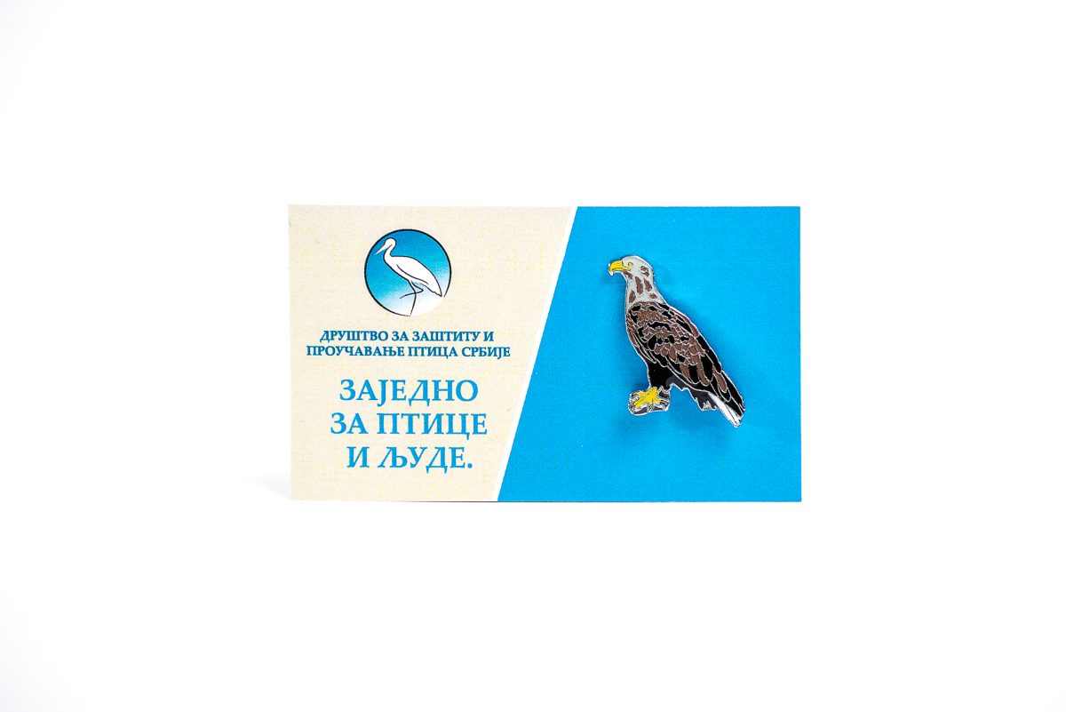 Orao belorepan - Slika 2