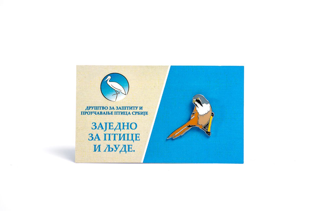 Brkata senica - Slika 2