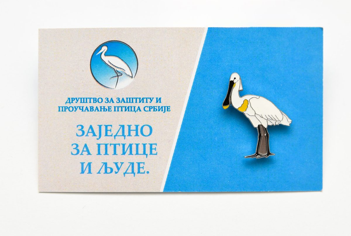 PTICE BEDZEVI_00037 bedž kašičar jato