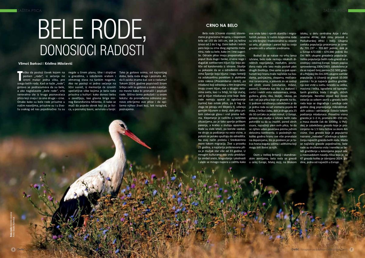 Časopis Detlić br. 21 - Slika 2