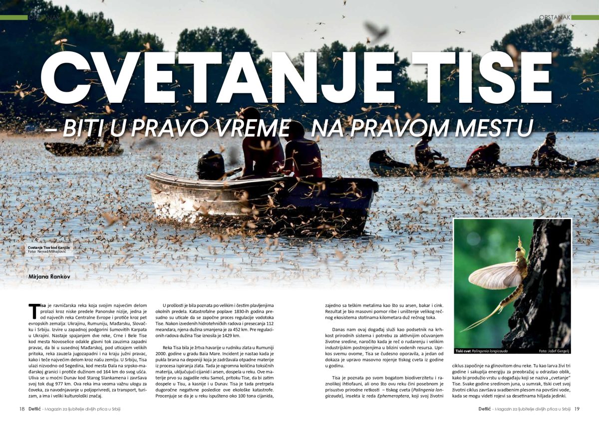 Časopis Detlić br. 21 - Slika 3