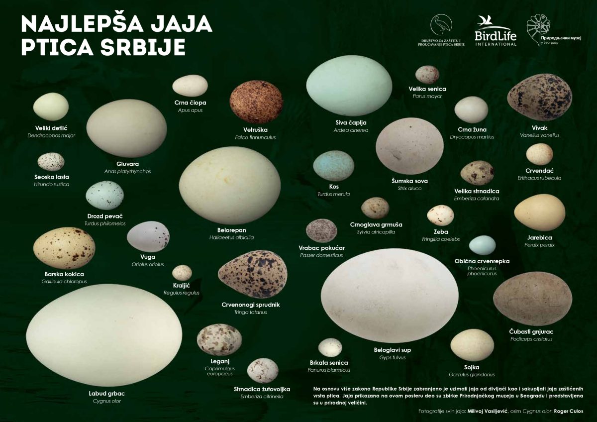 Časopis Detlić br. 21 - Slika 4