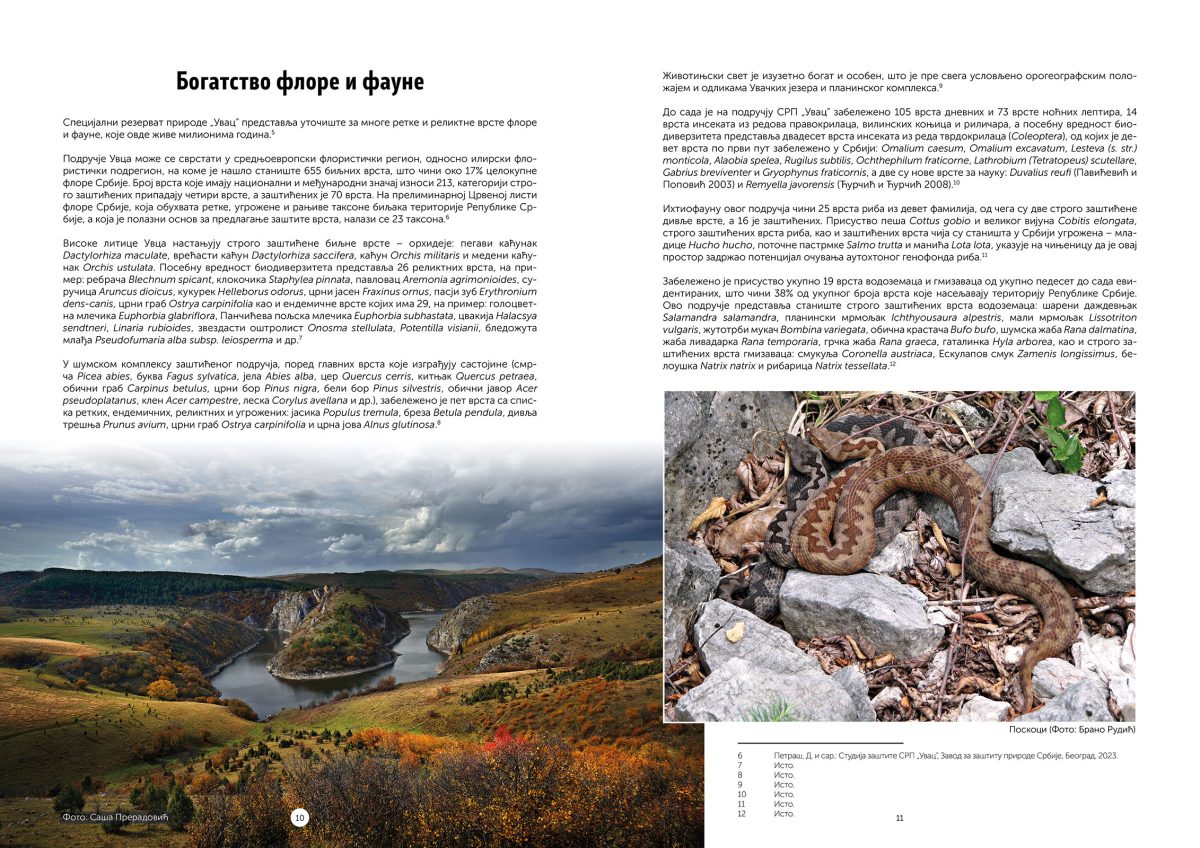 Ptice Uvca i okoline - Slika 2