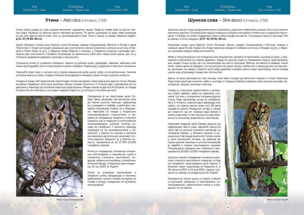 Ptice Uvca i okoline - Slika 4