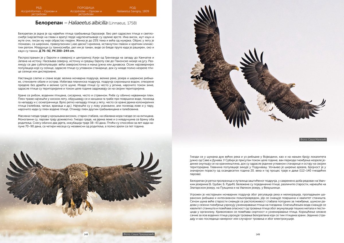 Ptice Uvca i okoline - Slika 5