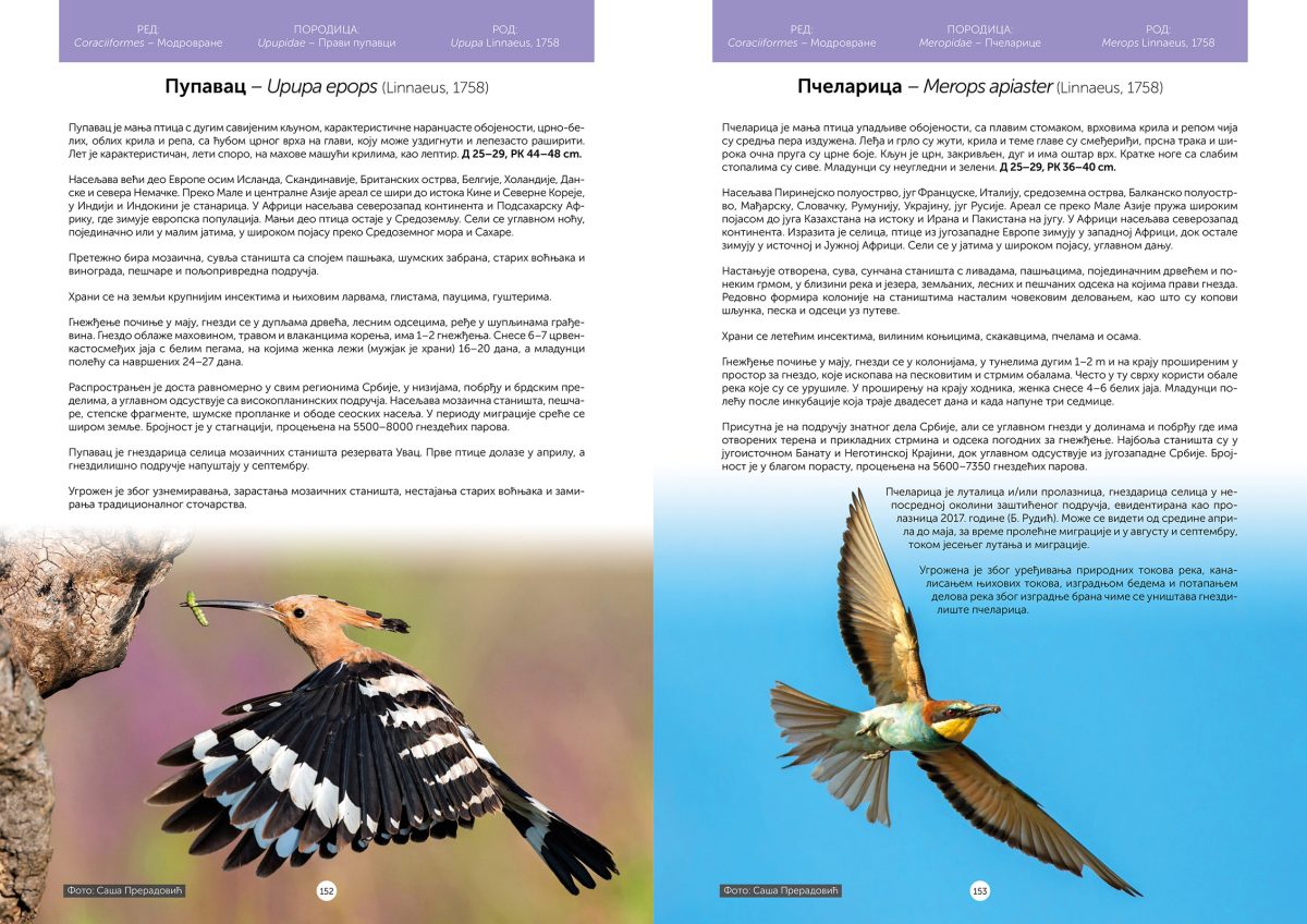 Ptice Uvca i okoline - Slika 6