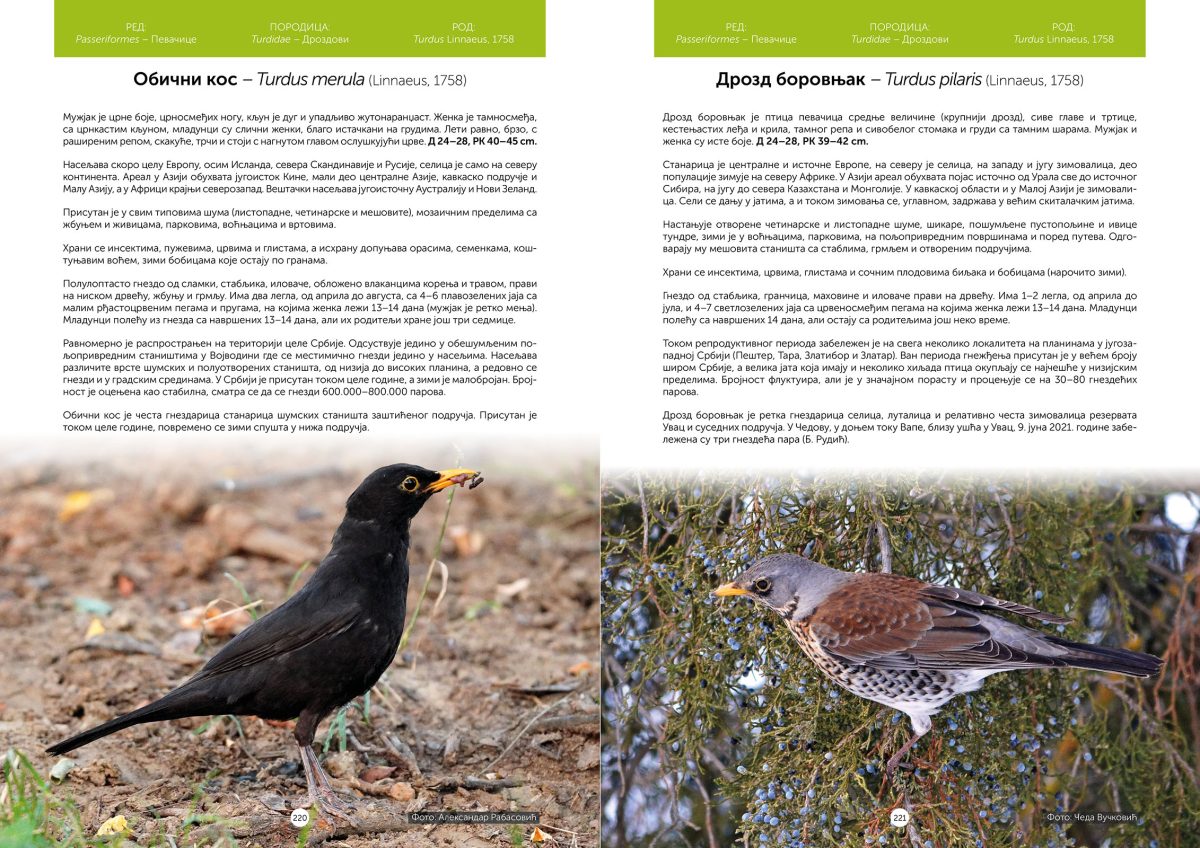 Ptice Uvca i okoline - Slika 7