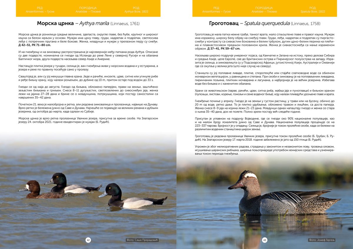 Ptice Uvca i okoline - Slika 8