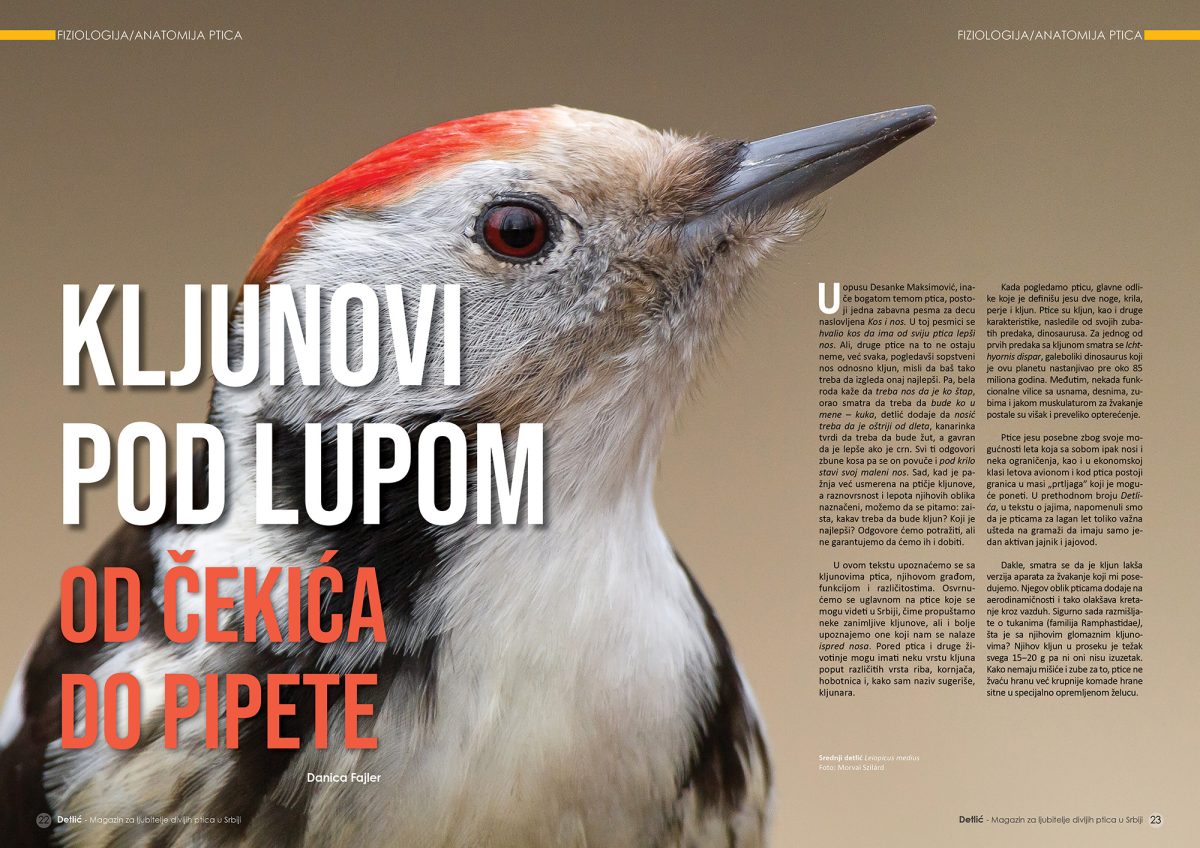 Časopis Detlić br. 22 - Slika 4